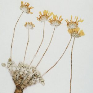 Elliot Moss – July 4【44.1kHz／24bit】英国区-OppsUpro音乐帝国