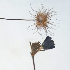 Elliot Moss – Bodyintoshapes【44.1kHz／24bit】英国区-OppsUpro音乐帝国