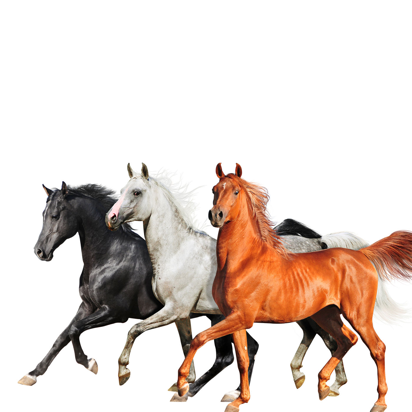 Lil Nas X – Old Town Road (Diplo Remix)【44.1kHz／16bit】意大利区-OppsUpro音乐帝国