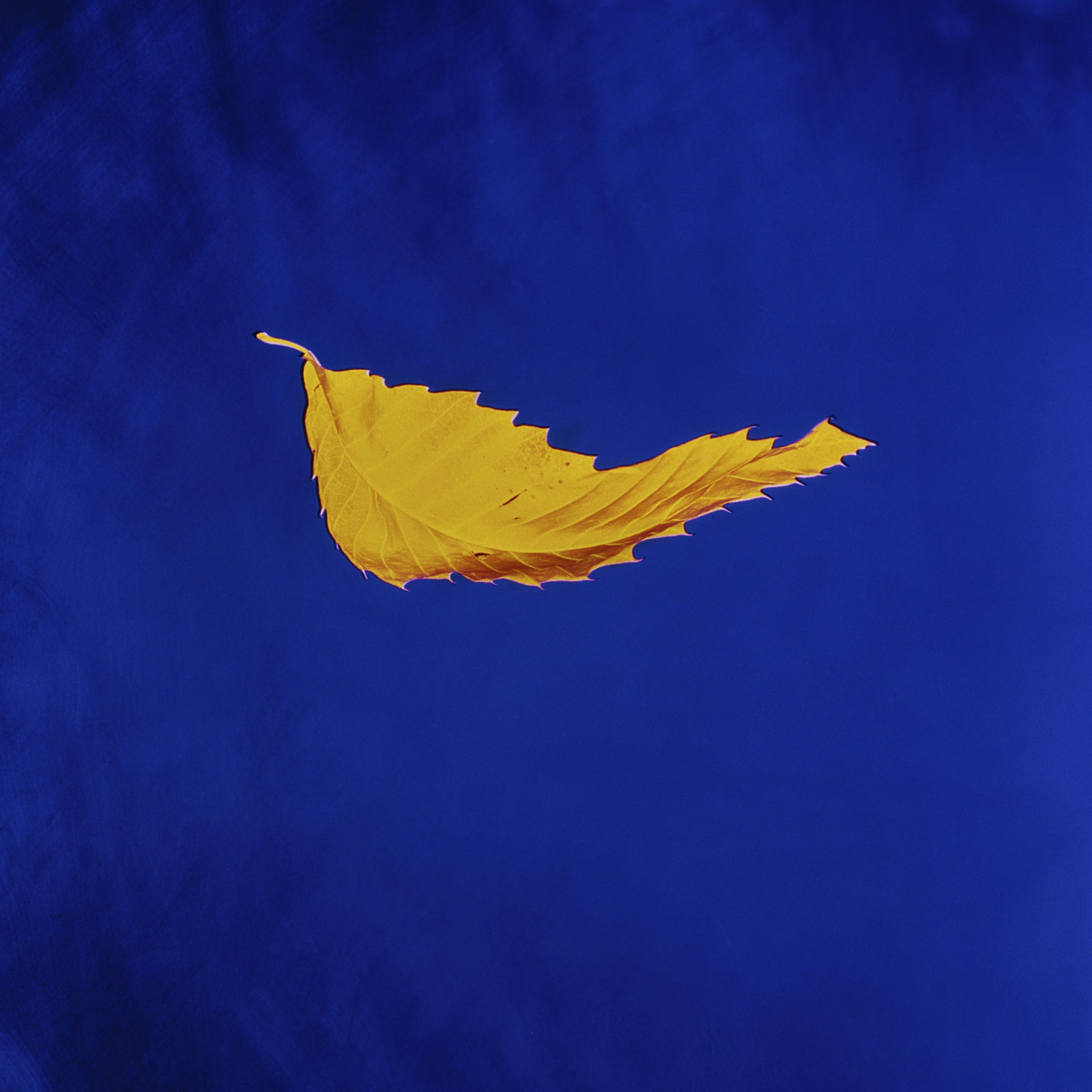 New Order – True Faith (2023 Digital Master)【96kHz／24bit】美国区-OppsUpro音乐帝国