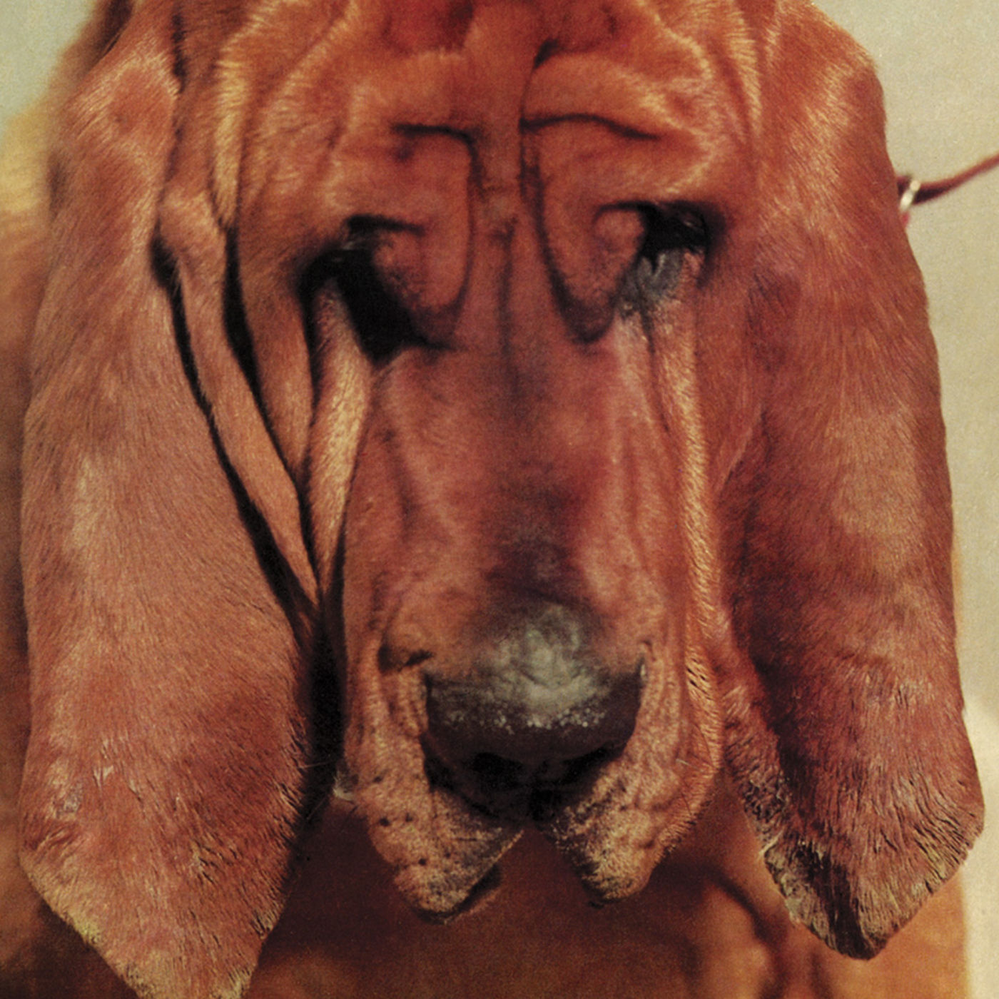 Ty Segall – Goodbye Bread【44.1kHz／16bit】法国区-OppsUpro音乐帝国