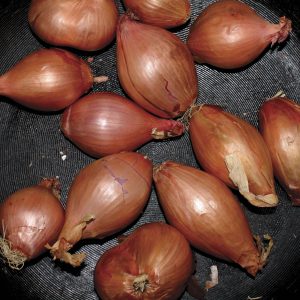 Ty Segall – Fried Shallots【44.1kHz／16bit】法国区-OppsUpro音乐帝国