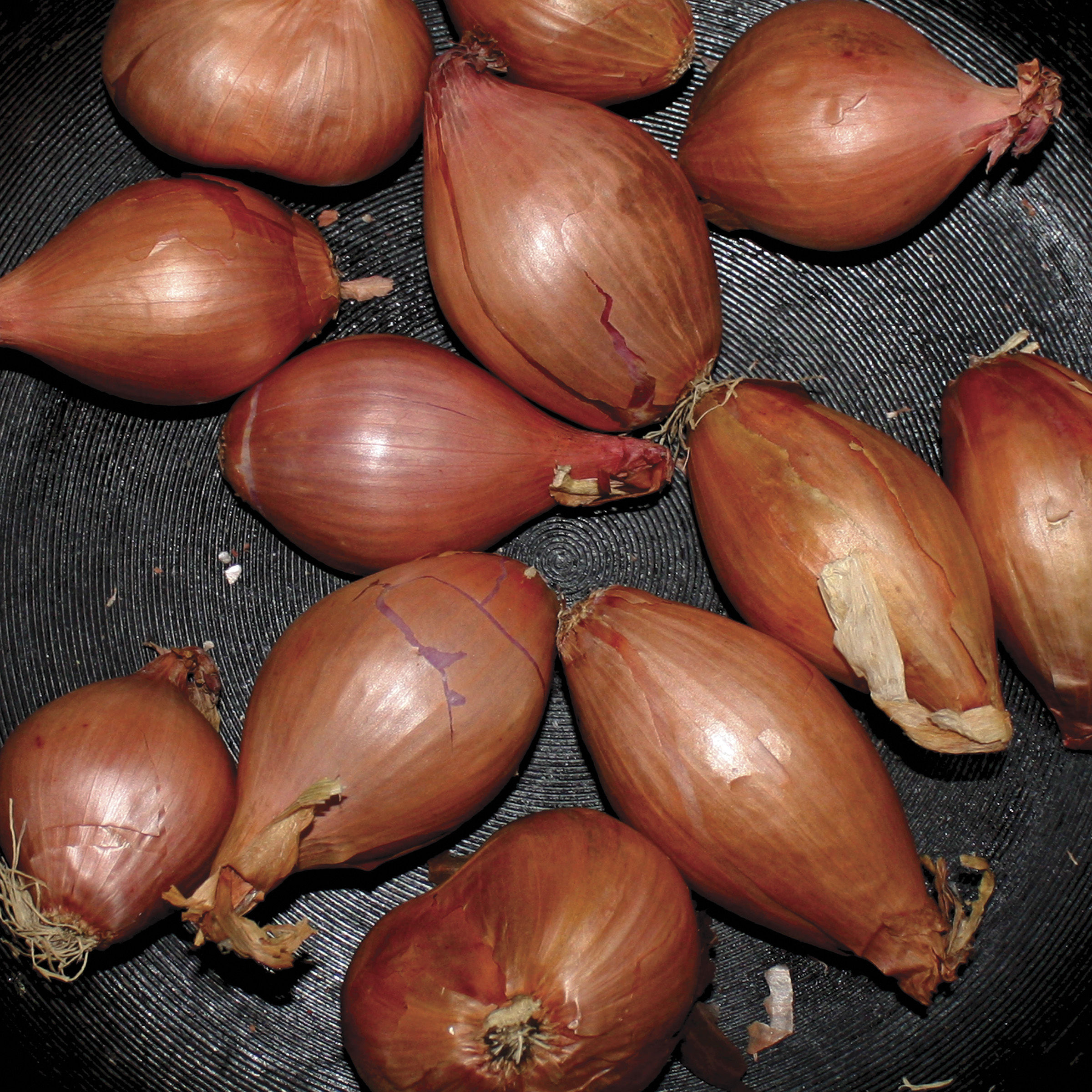 Ty Segall – Fried Shallots【44.1kHz／16bit】法国区-OppsUpro音乐帝国